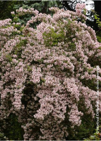 KOLKWITZIA amabilis Pink Cloud