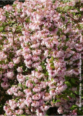 KOLKWITZIA amabilis Pink Cloud