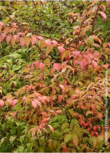 KOLKWITZIA amabilis Pink Cloud