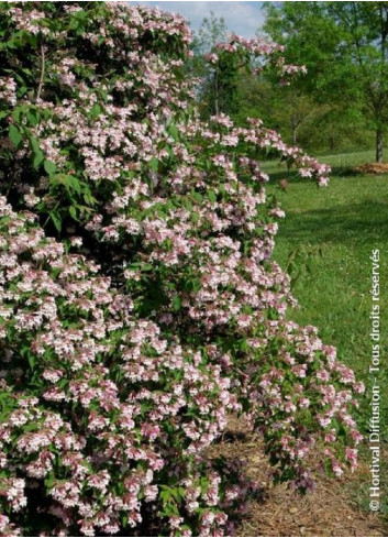 KOLKWITZIA amabilis Pink Cloud