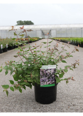 KOLKWITZIA amabilis Pink Cloud En pot de 4-5 litres