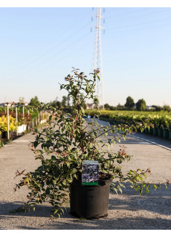 KOLKWITZIA amabilis Pink Cloud En pot de 10-12 litres