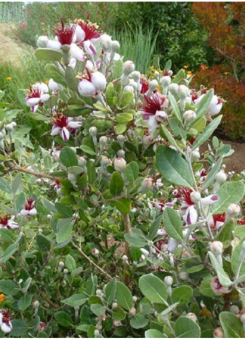 FEIJOA sellowiana