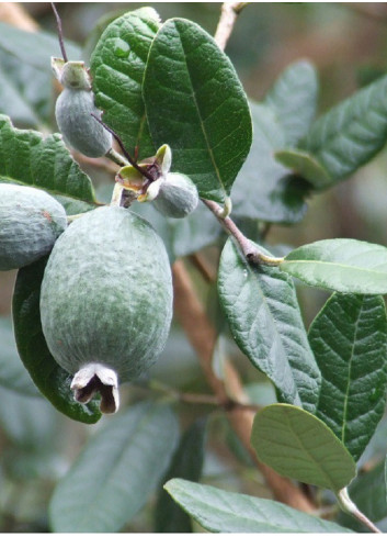 FEIJOA sellowiana