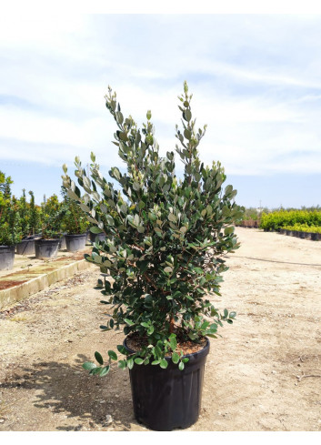 FEIJOA sellowiana En pot de 25--30 litres