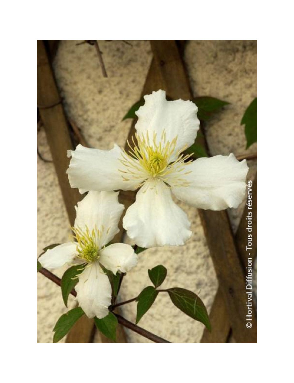 CLEMATIS montana var.grandiflora