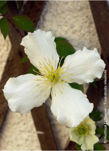 CLEMATIS montana var.grandiflora