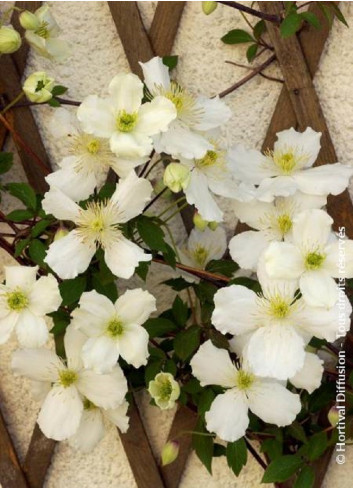 CLEMATIS montana var.grandiflora