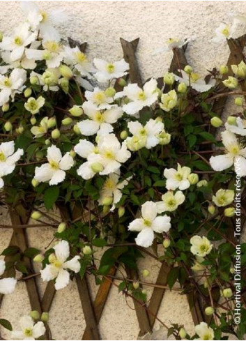 CLEMATIS montana var.grandiflora