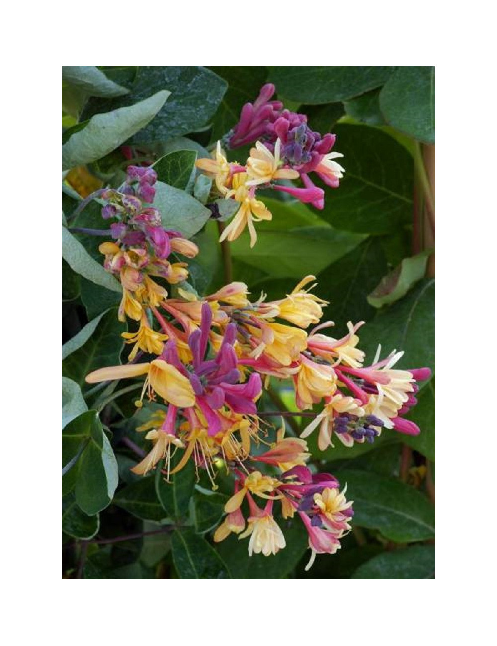 LONICERA heckrottii GOLDFLAME