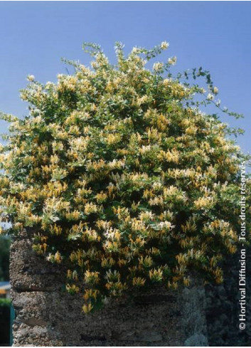 LONICERA japonica HALLIANA