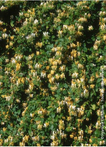 LONICERA japonica HALLIANA