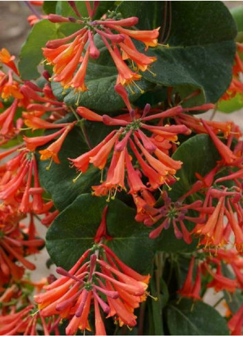 LONICERA brownii DROPMORE SCARLET