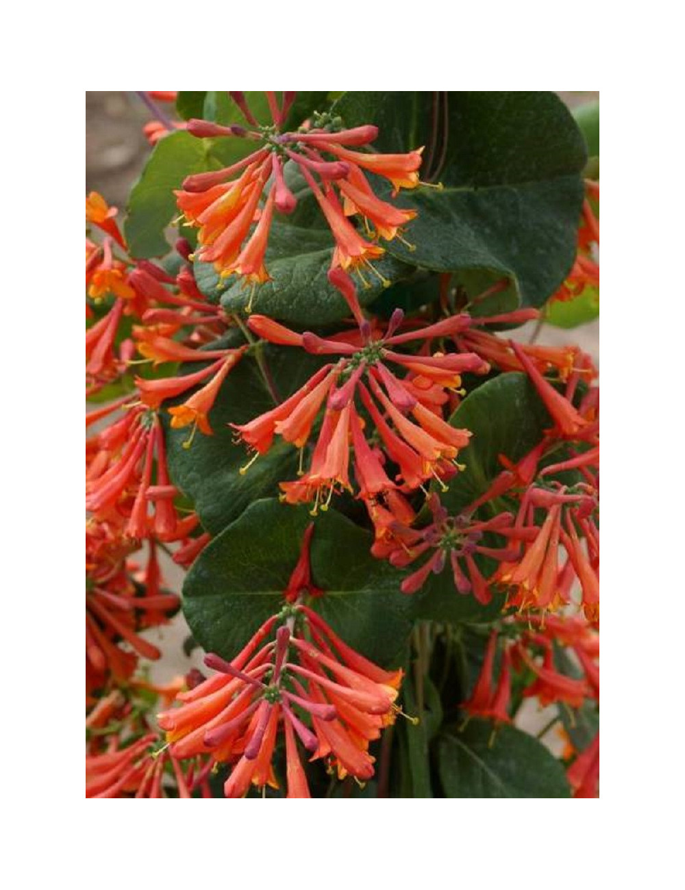 LONICERA brownii DROPMORE SCARLET