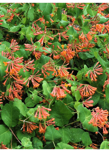 LONICERA brownii DROPMORE SCARLET