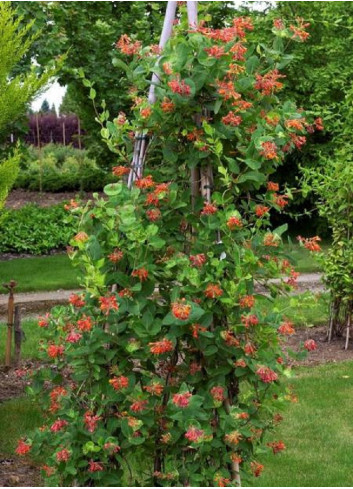 LONICERA brownii DROPMORE SCARLET