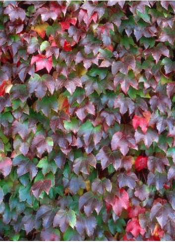 PARTHENOCISSUS tricuspidata VEITCHII