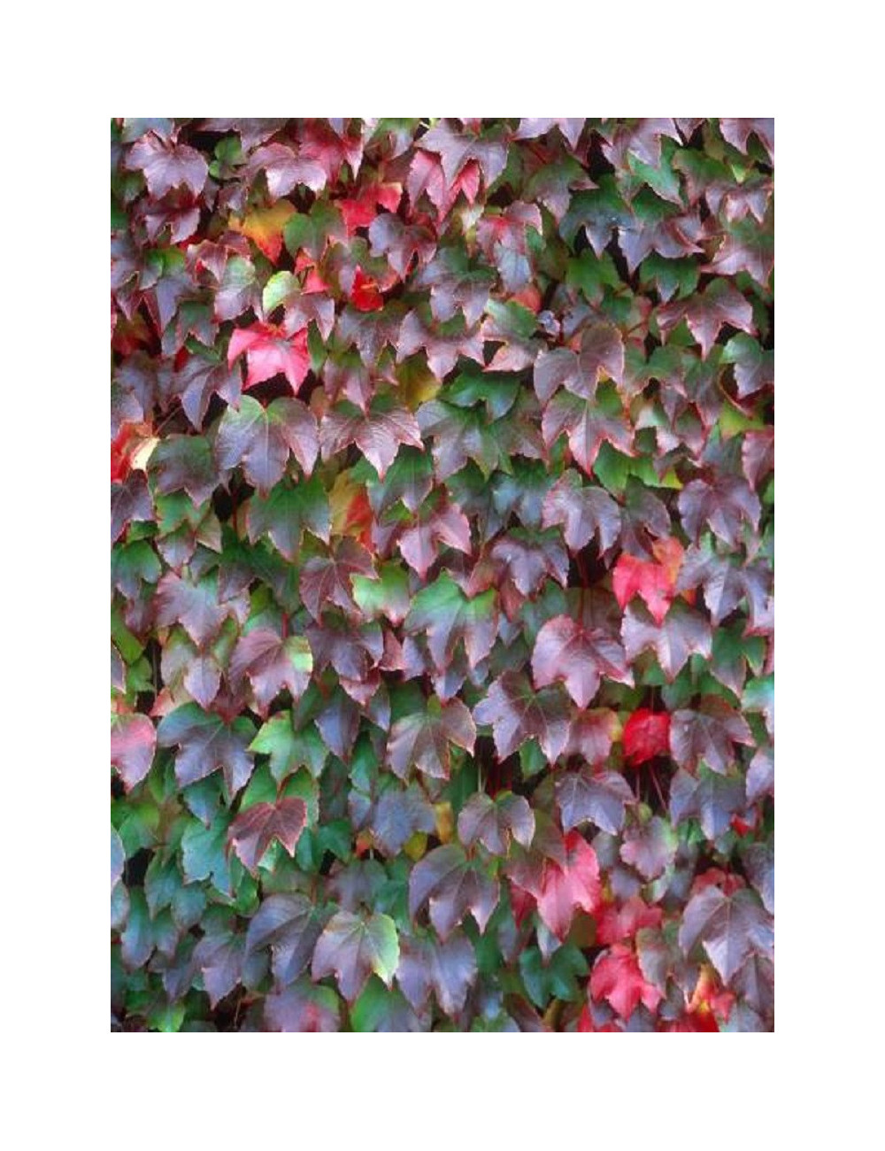 PARTHENOCISSUS tricuspidata VEITCHII