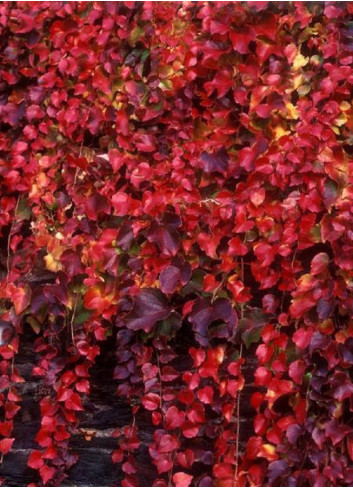 PARTHENOCISSUS tricuspidata VEITCHII