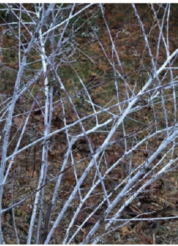 RUBUS thibetanus