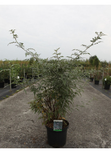 RUBUS thibetanus En pot de 10-12 litres