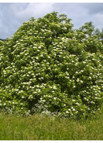 SAMBUCUS nigra