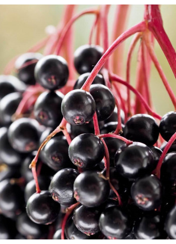 SAMBUCUS nigra