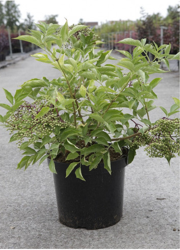 SAMBUCUS nigra En pot de 10-12 litres