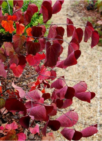 CERCIS canadensis RED FORCE