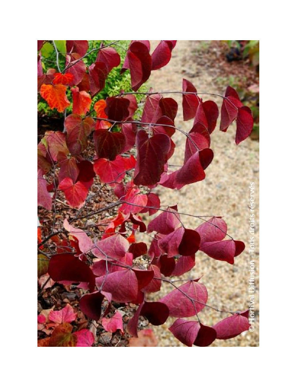 CERCIS canadensis RED FORCE