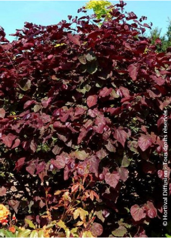 CERCIS canadensis RED FORCE