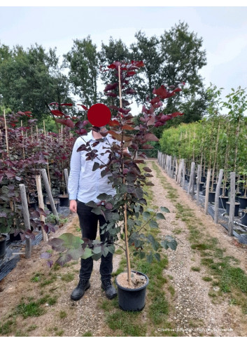 CERCIS canadensis RED FORCE En pot de 15-20 litres forme baliveau