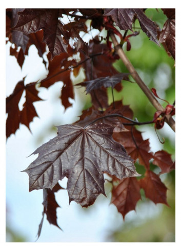 ACER platanoides CRIMSON KING