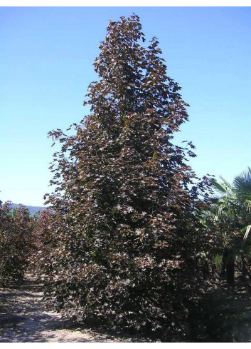 ACER platanoides CRIMSON KING