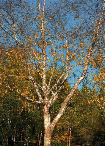 BETULA nigra HERITAGE