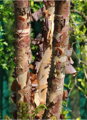 BETULA nigra HERITAGE