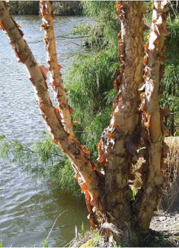 BETULA nigra HERITAGE