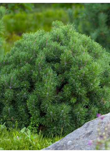 PINUS mugo var.pumilio