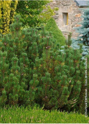 PINUS mugo var.pumilio