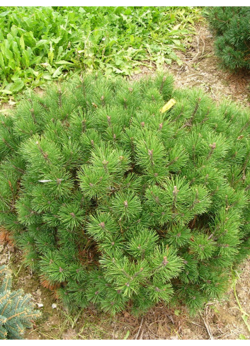 PINUS mugo var.pumilio