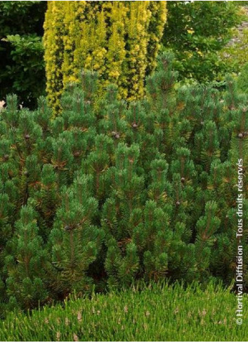 PINUS mugo var.pumilio