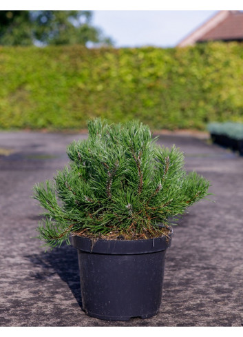 PINUS mugo var.pumilio En pot de 7-10 litres