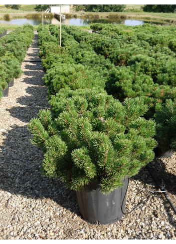 PINUS mugo var.pumilio En pot de 25-30 litres