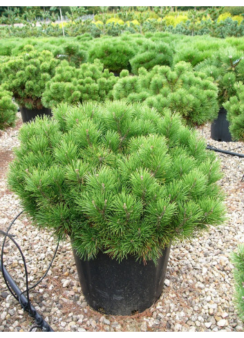 PINUS mugo var.pumilio En pot de 25-30 litres