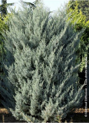 CUPRESSUS arizonica FASTIGIATA