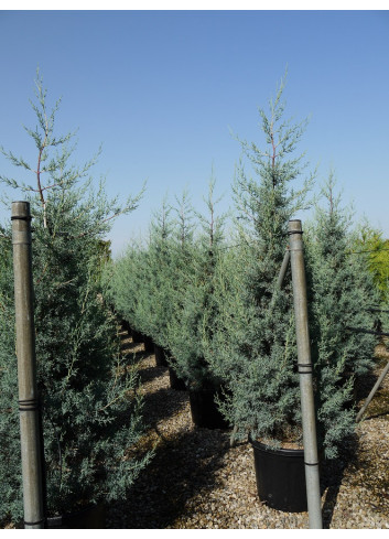 CUPRESSUS arizonica FASTIGIATA En pot de 35-50 litres