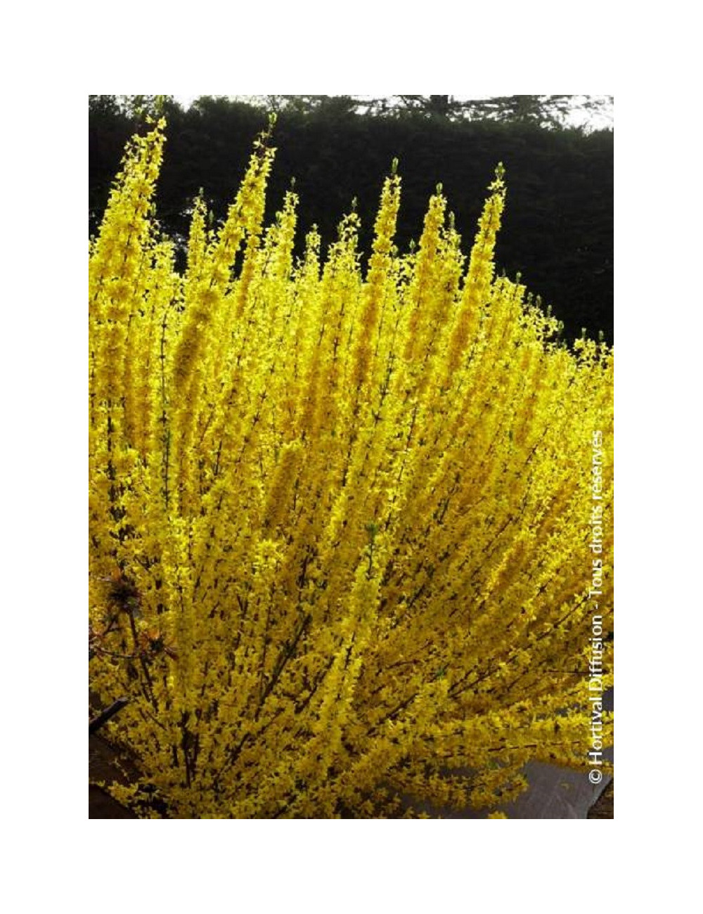 FORSYTHIA intermedia WEEK END