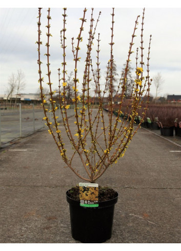 FORSYTHIA intermedia WEEK END En pot de 10-12 litres