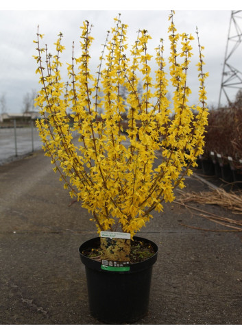 FORSYTHIA intermedia WEEK END En pot de 10-12 litres