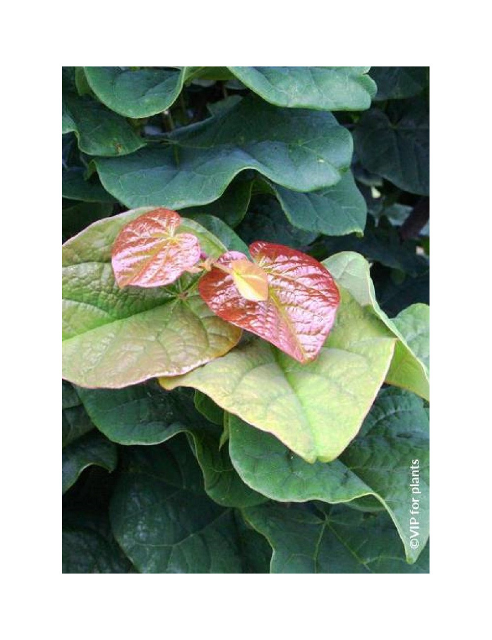 CERCIS canadensis LITTLE WOODY